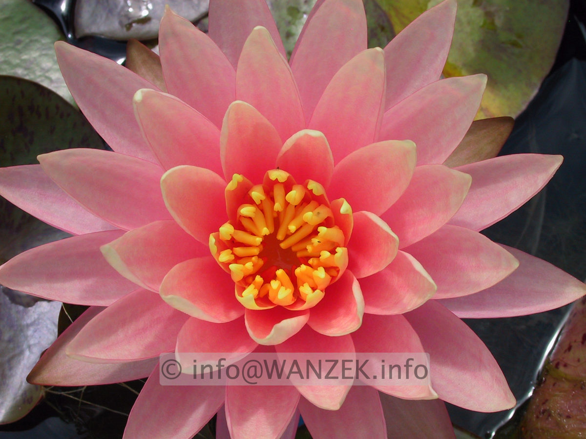 Nymphaea Sunny Pink 2.JPG